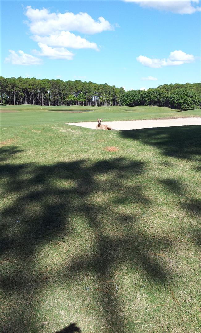 2014 GOLD COAST GOLF TOUR « Revesby Workers Mens Golf Club